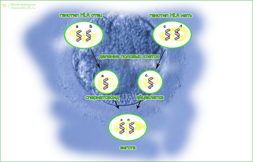 HLA-типирование
