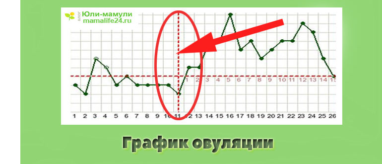 График овуляции