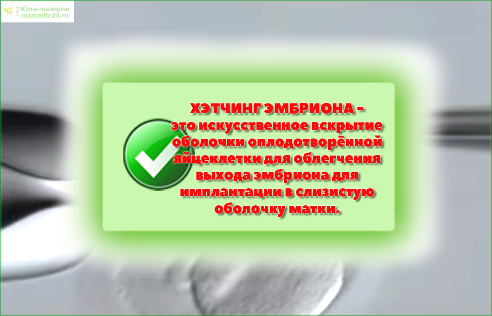 Хэчинг эмбриона это